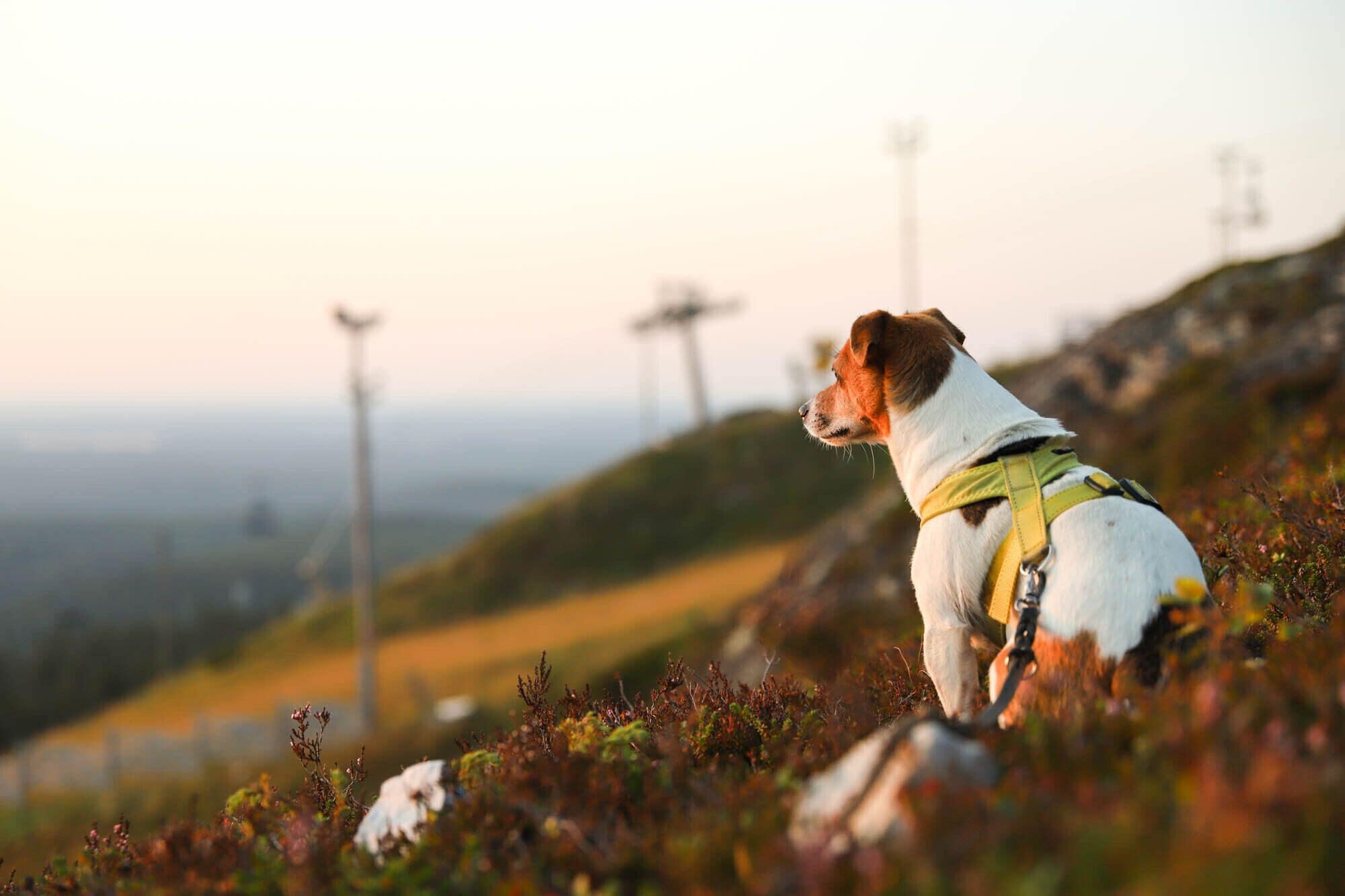 Un chien sur une colline herbeuse, avec un arrière-plan flou composé de lignes électriques et une vue lointaine.