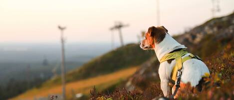 A dog on a grassy hill with a blurred background of power lines and a distant view.