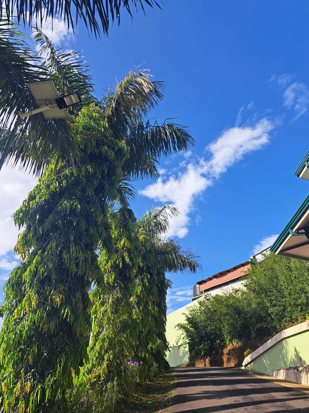 Un sendero que conduce a un edificio con techo verde y un árbol grande de follaje denso.