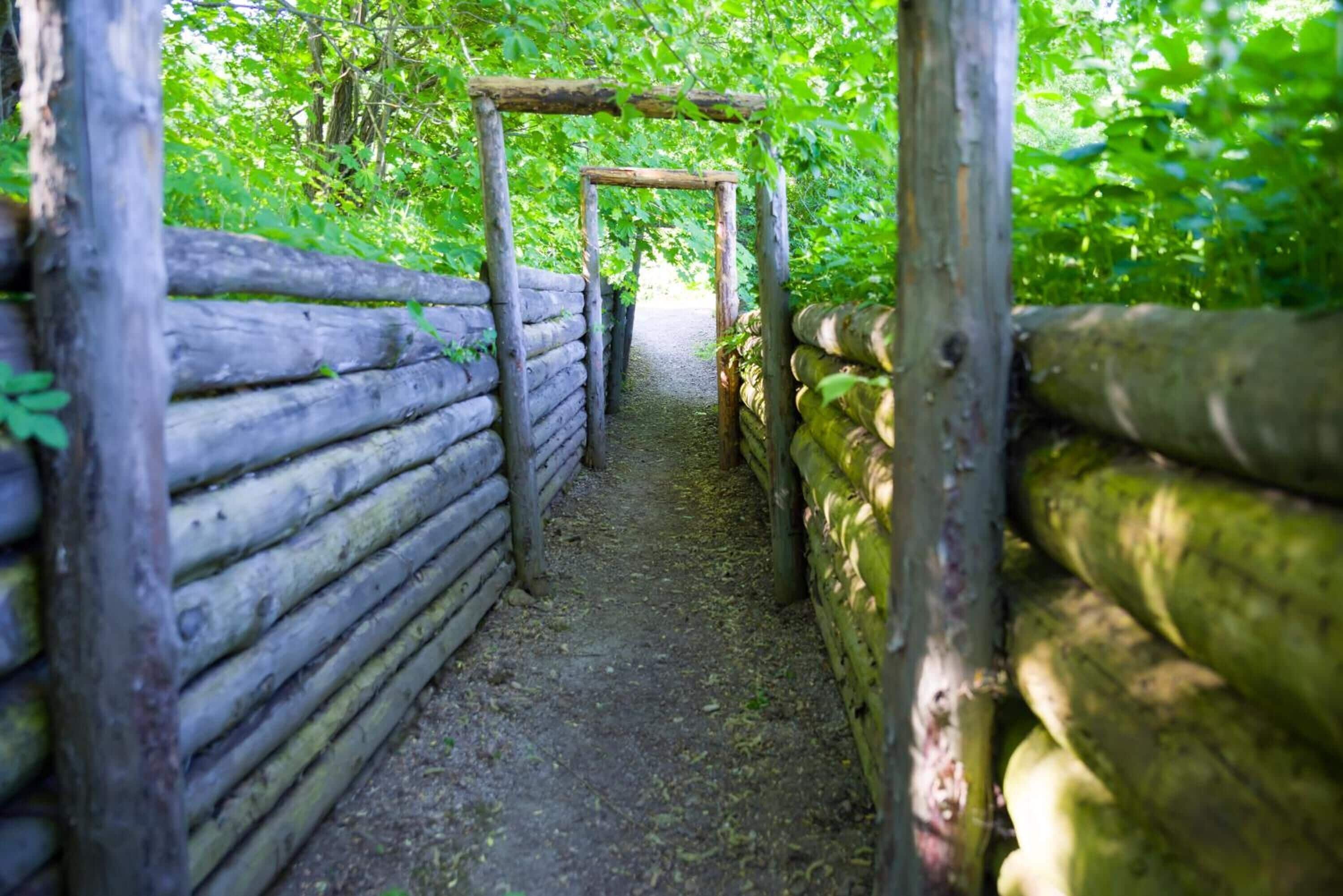 Un sendero de madera que serpentea por un bosque verde y frondoso.