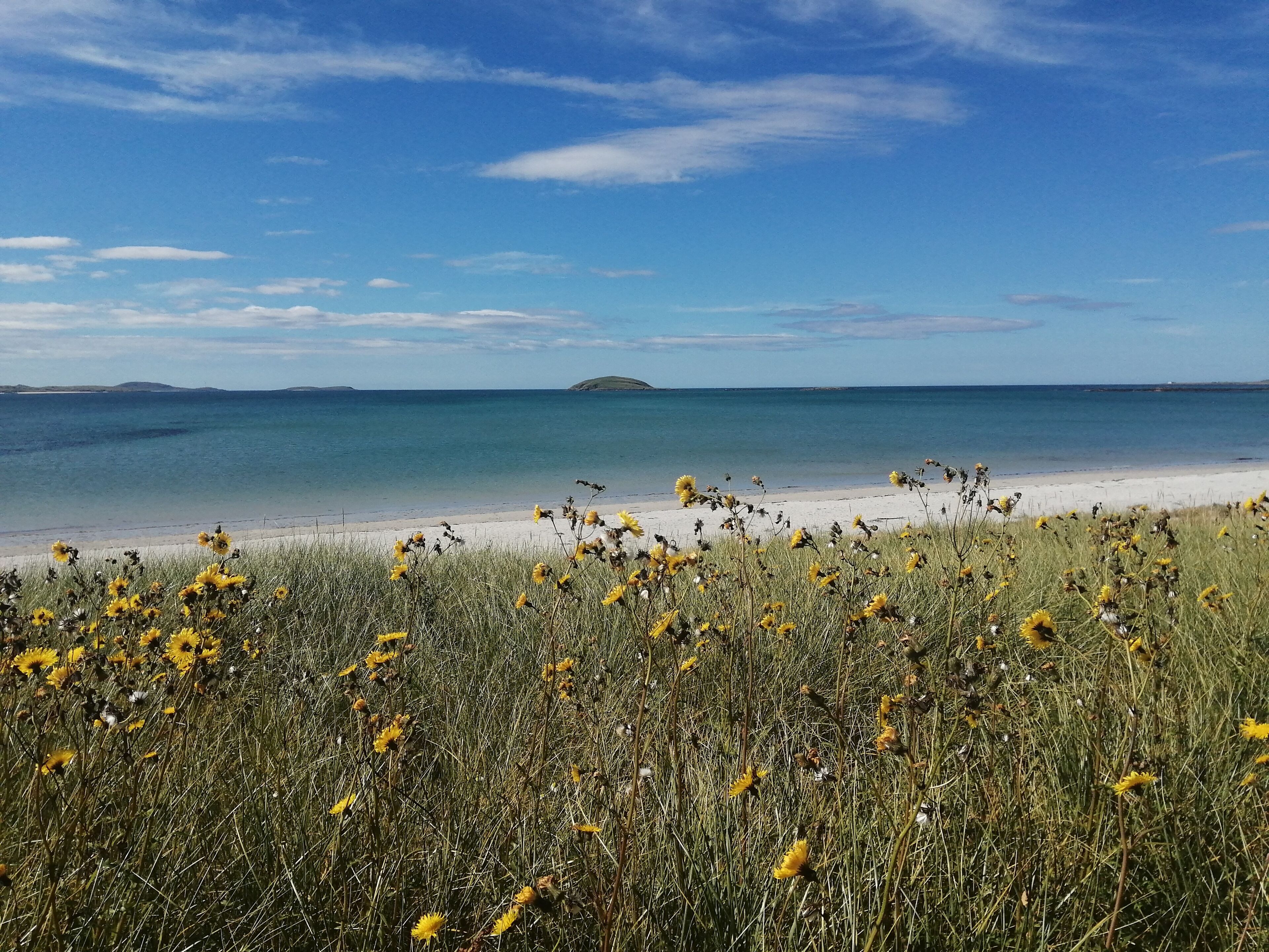 Une plage avec une eau d’un bleu limpide, un rivage sablonneux et, au premier plan, des fleurs sauvages jaunes.