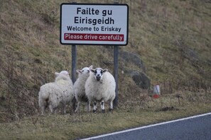 A road sign with text in a foreign language and a warning to drive carefully. - Pod Beag Beside the Sea, Isle of Eriskay (Eriskay)