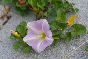 A flower with pink and white petals, surrounded by green leaves and a greyish background. - Pod Beag Beside the Sea, Isle of Eriskay (Eriskay)