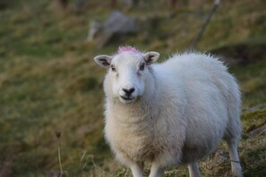 A sheep standing in a grassy field. - Pod Beag Beside the Sea, Isle of Eriskay (Eriskay)