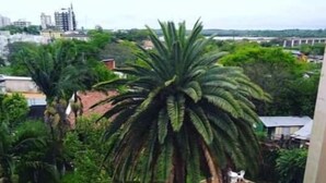 Un jardín cuidado con piscina, rodeado de abundante vegetación y palmeras.