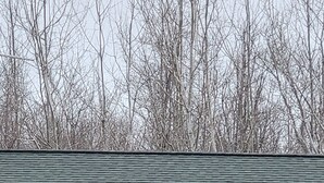 A wooden cabin with a green door and windows, surrounded by a grassy area. - Welcome to theThe Deer Drop Inn (Hulbert)