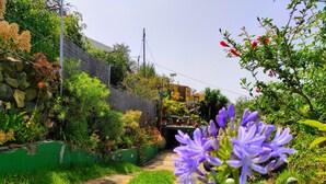 A garden pathway with lush greenery and flowering plants.