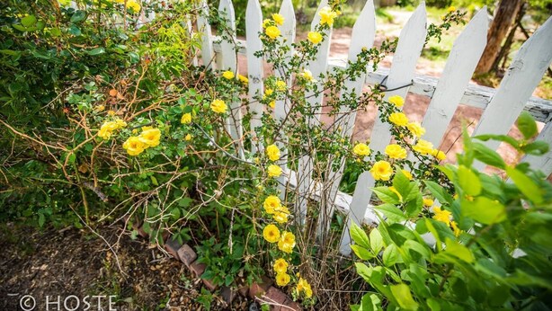 Un giardino con una recinzione bianca a picco e fiori gialli.