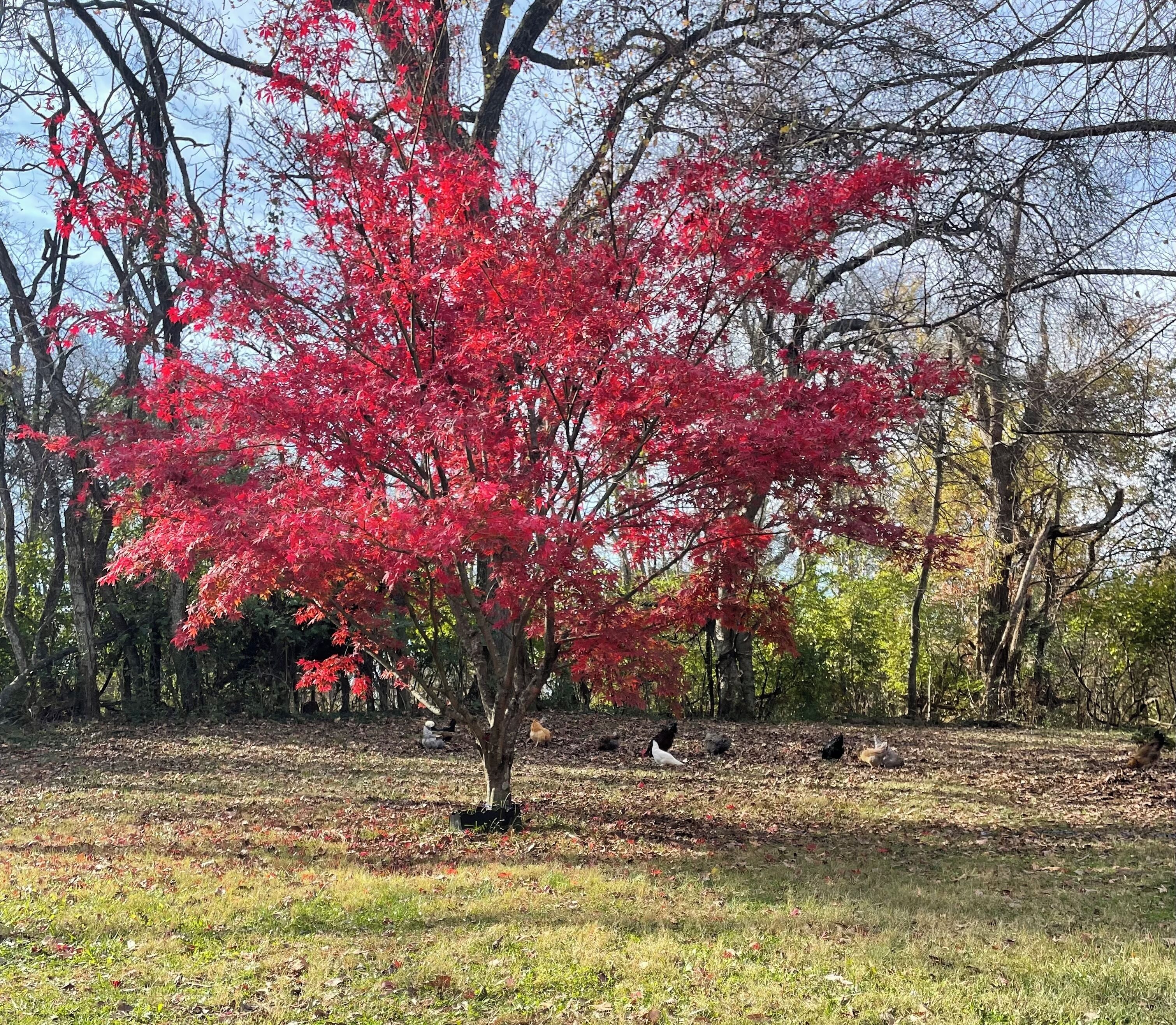 Un arbre aux feuilles rouges dans un parc.