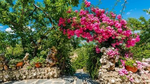 A garden with pink bougainvillea flowers, potted plants, and a stone wall.