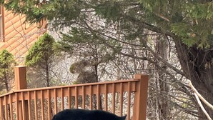 Un ours noir marchant sur une surface pavée, près d’une clôture en bois, avec des arbres en arrière-plan.