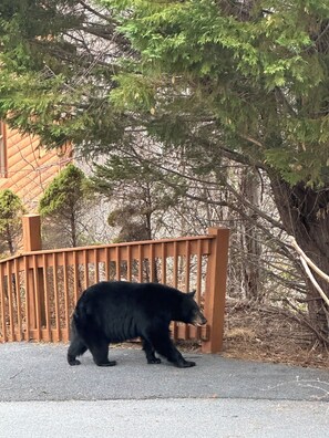 A black bear walking on a paved surface near a wooden fence with a backdrop of trees. - Can't beat this view! 3 pools, pickleball, next to zip lining, hiking & downtown (Gatlinburg)