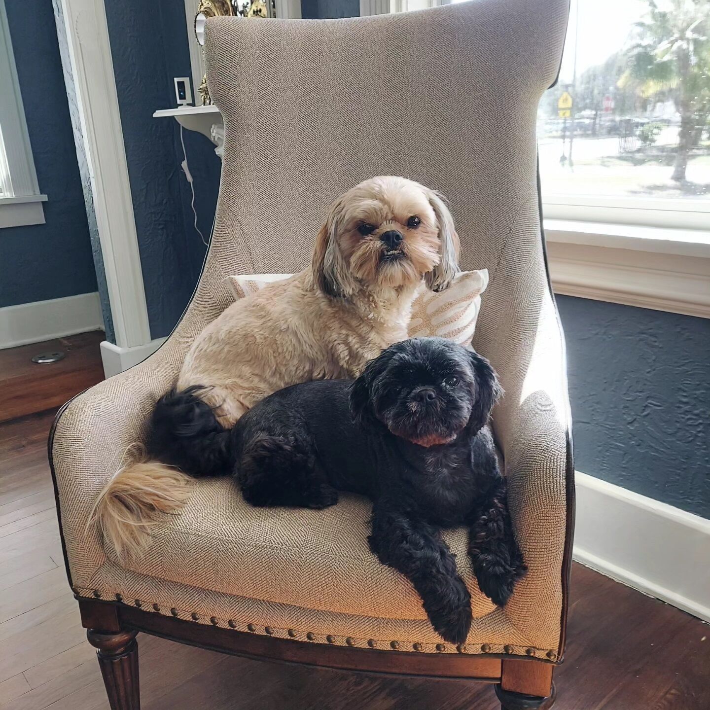 A beige armchair with a small dog lying on it.