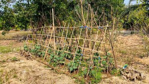 Estructura de bambú con enrejado que sostiene plantas verdes en un área exterior árida y rocosa.