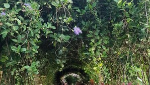 Un sentier de jardin bordé d’une végétation luxuriante et de différentes espèces de plantes.