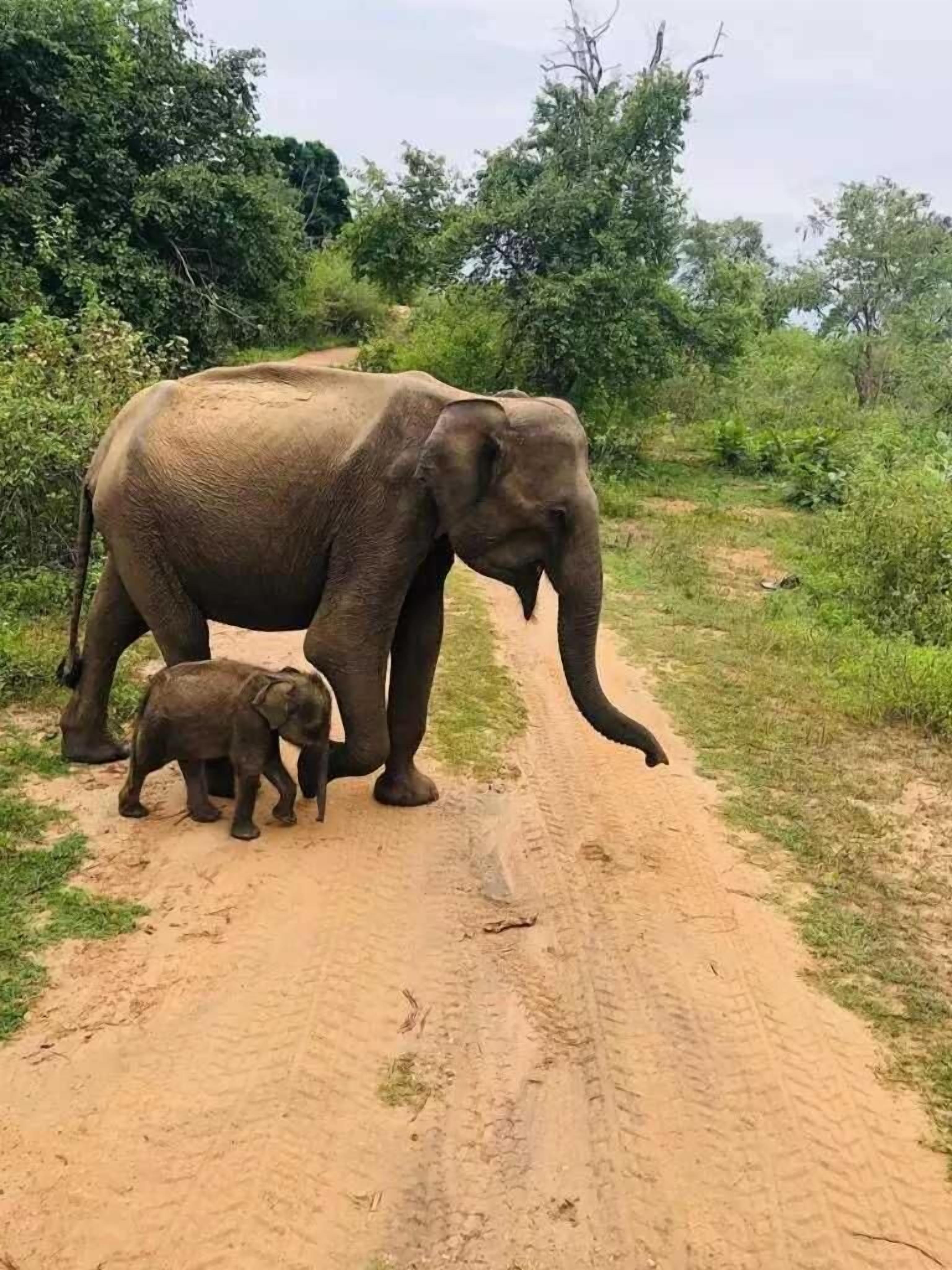 An elephant and a calf walking on a dirt path surrounded by greenery.