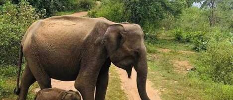 An elephant and a calf walking on a dirt path surrounded by greenery.