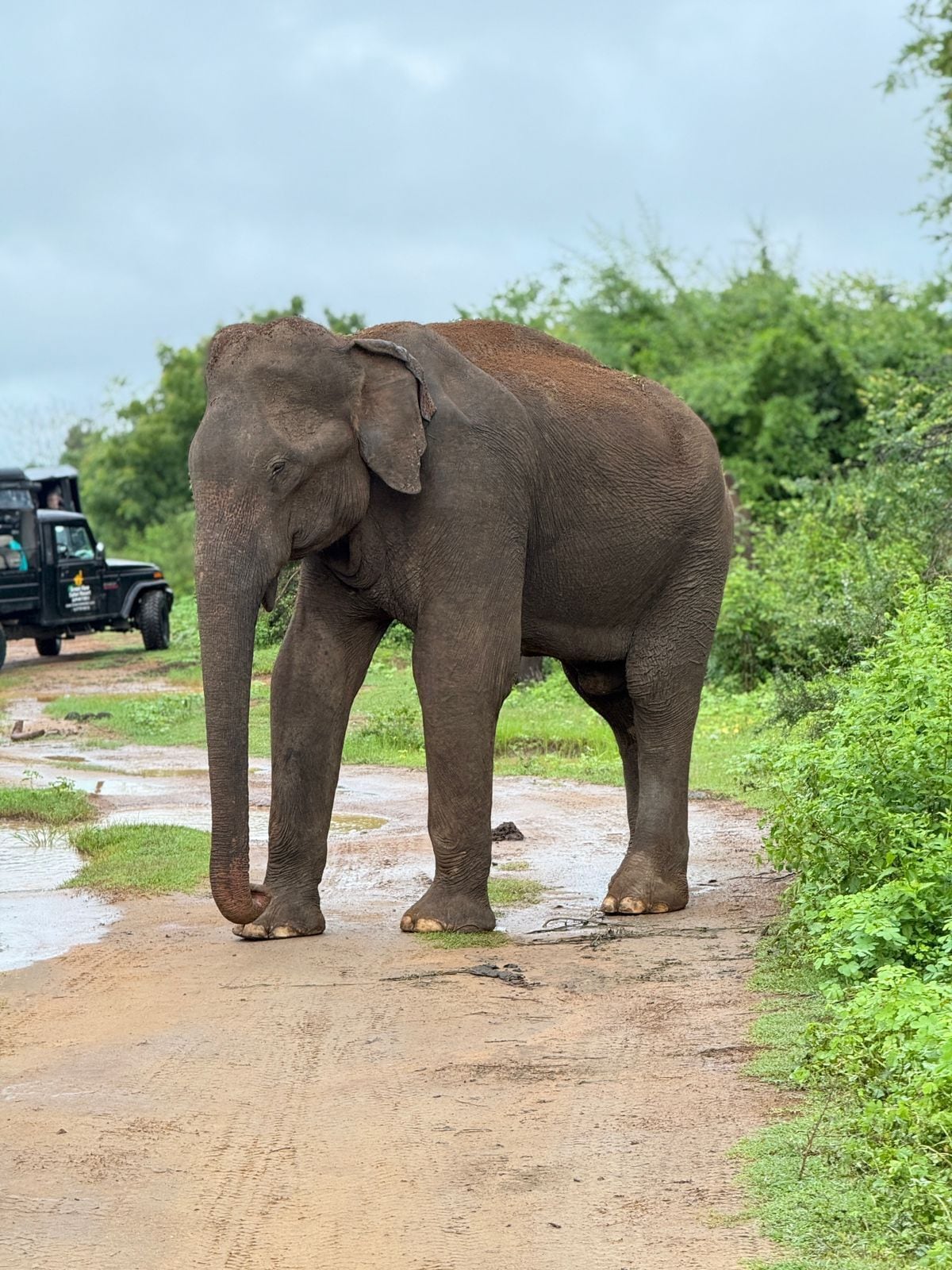 An elephant standing on a muddy path with greenery on both sides.