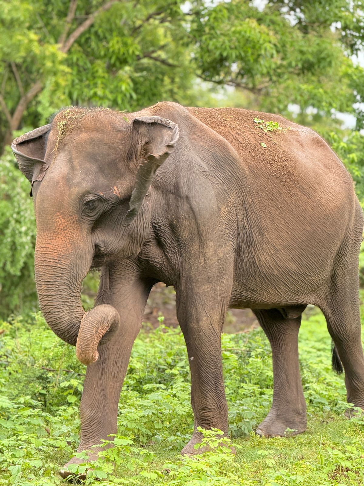 Un elefante bebé en un entorno verde y exuberante.