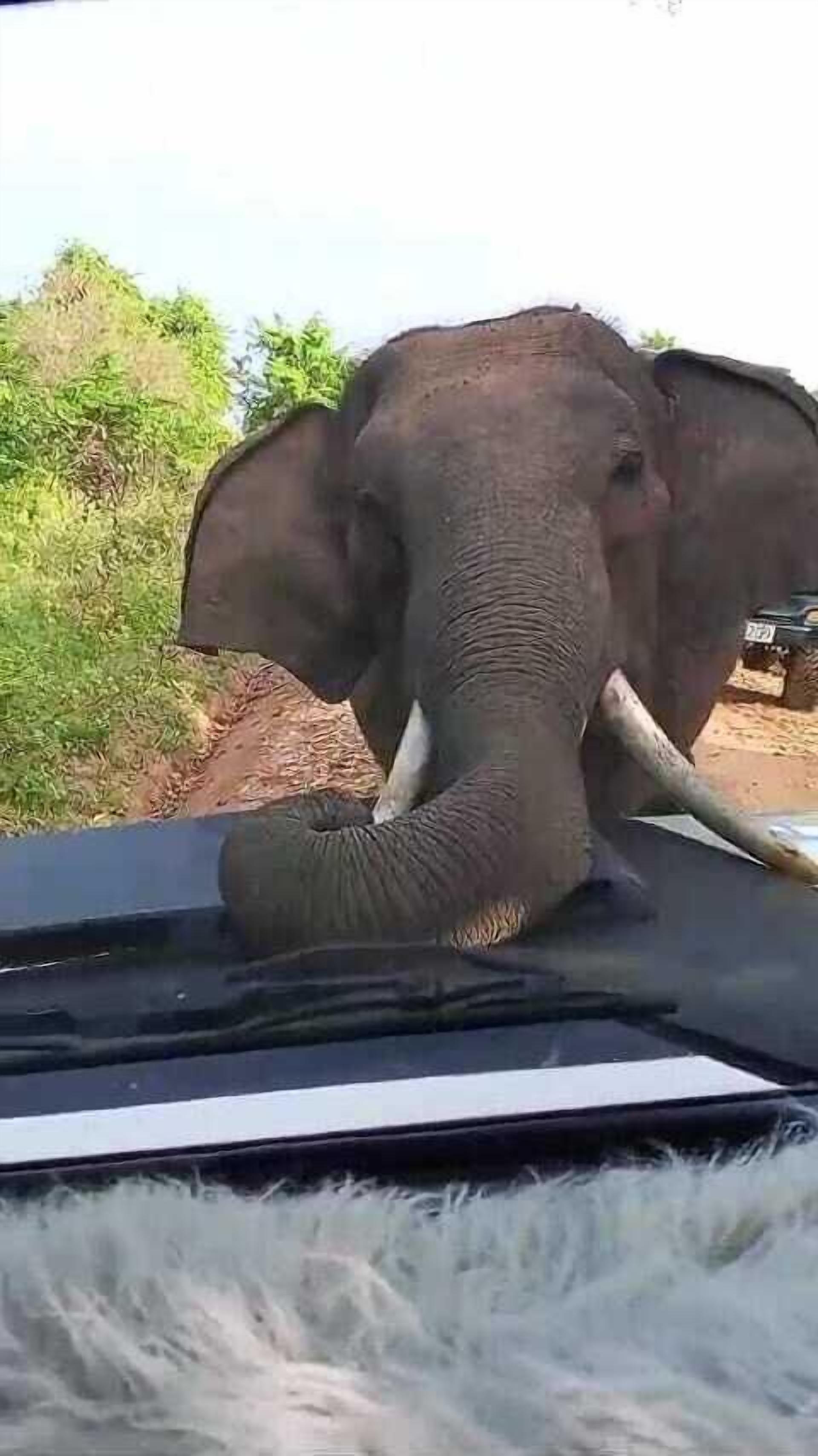 Safari