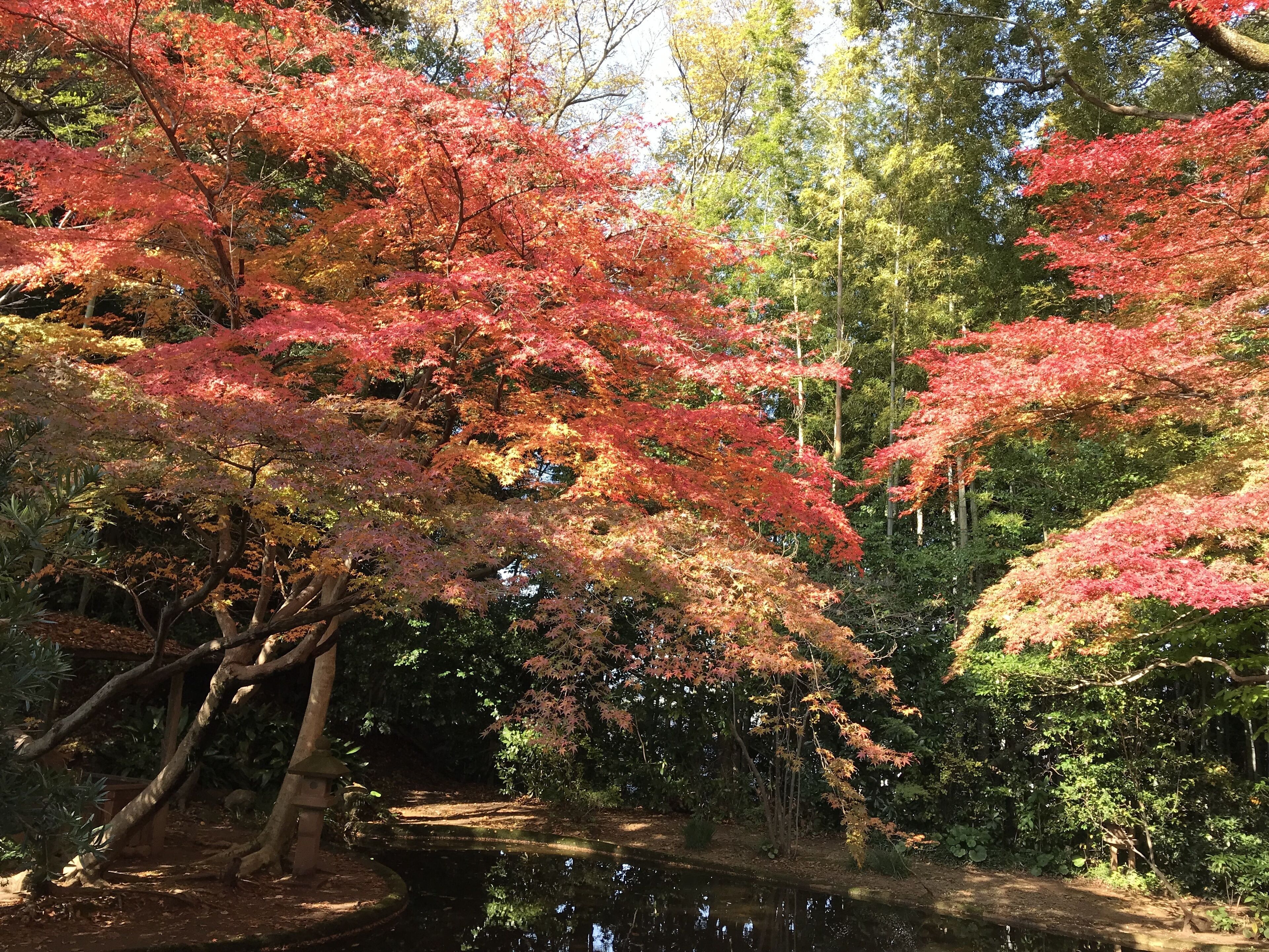A serene garden with a pond, surrounded by trees with red foliage.