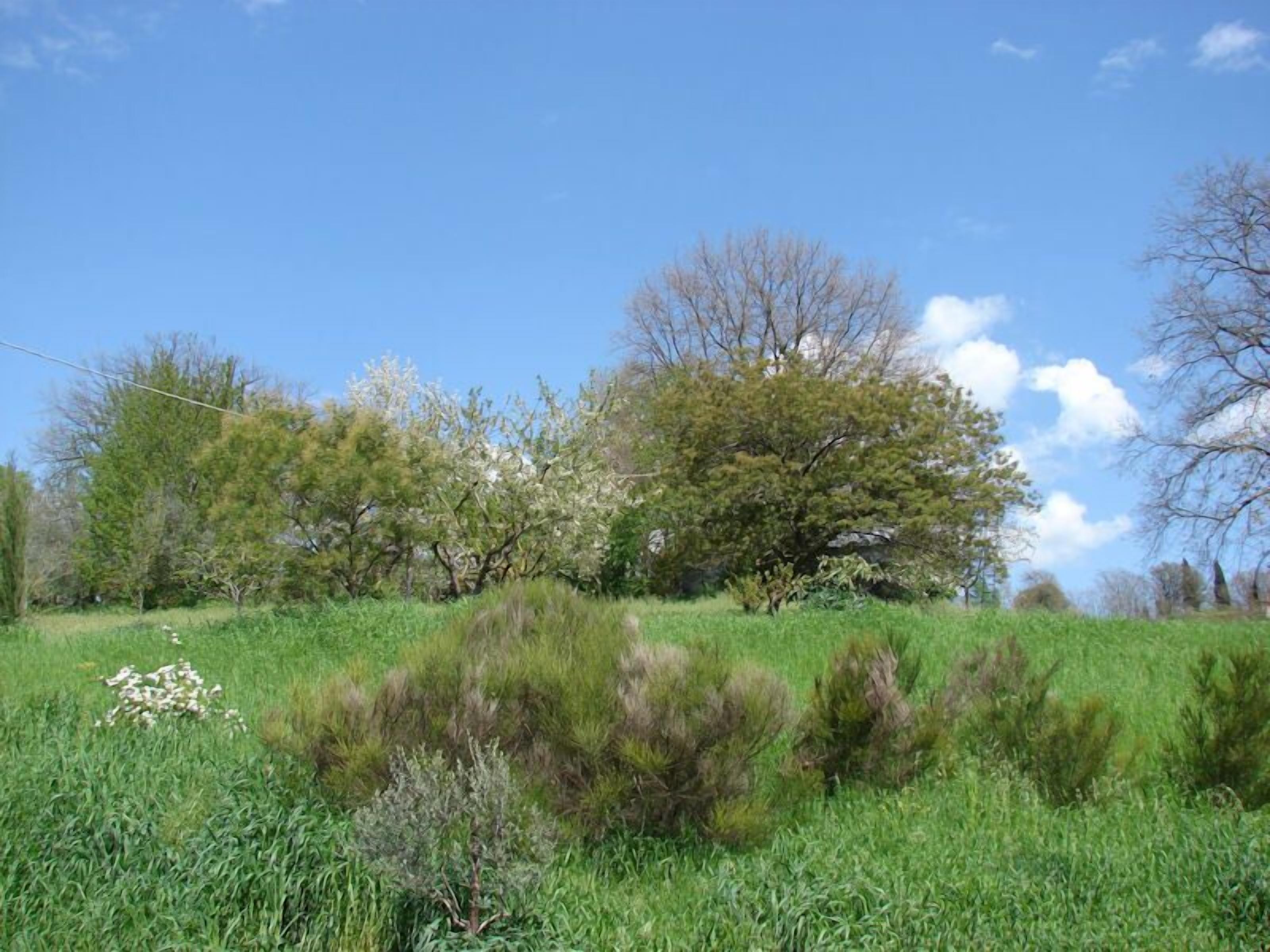 A grassy field with trees and a clear sky.