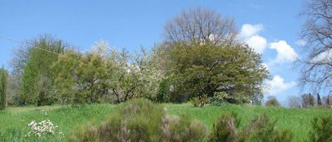 A grassy field with trees and a clear sky.