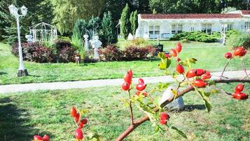 Comfort Bungalow | View from room