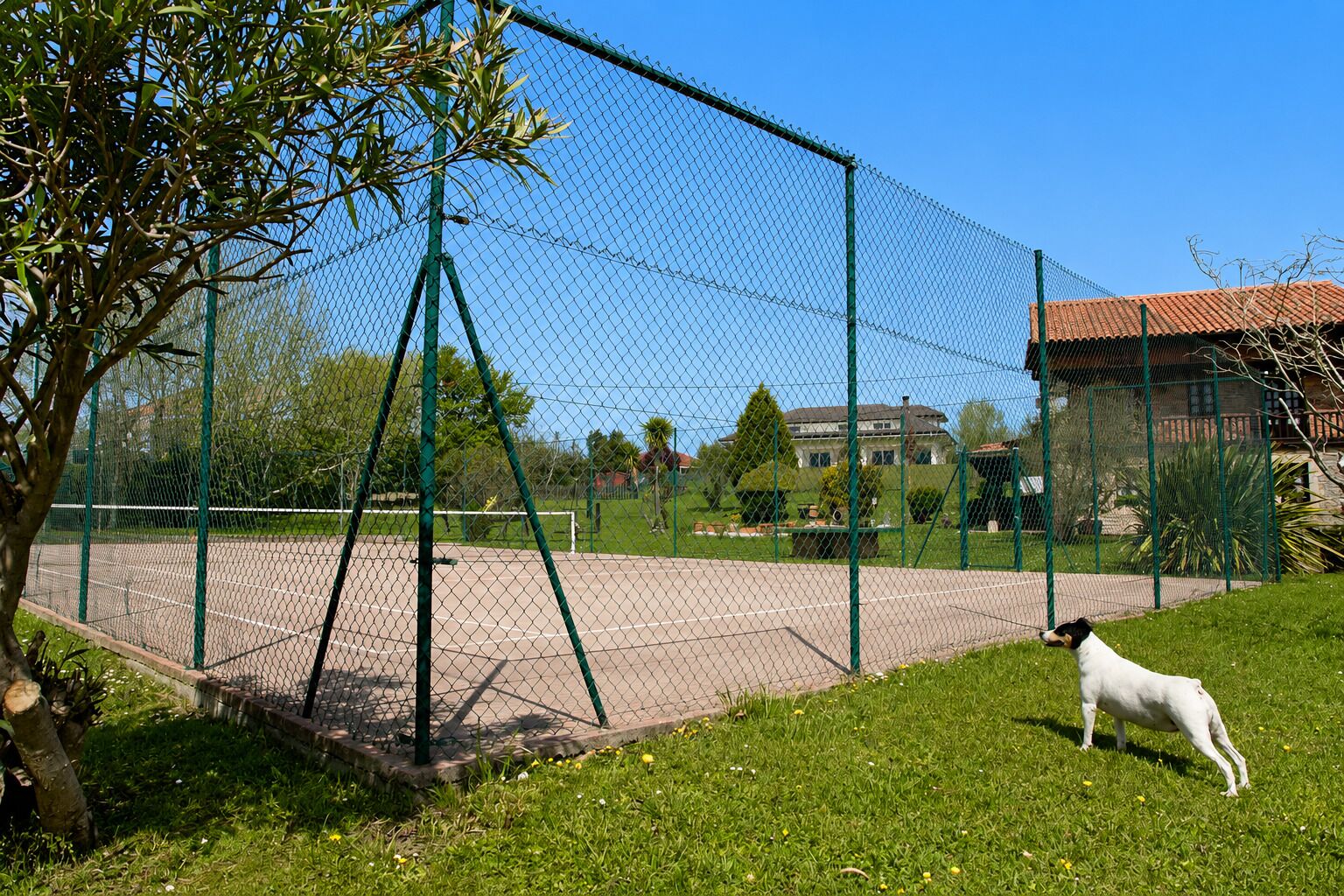 Una cancha de tenis cercada con un perro sobre el césped.