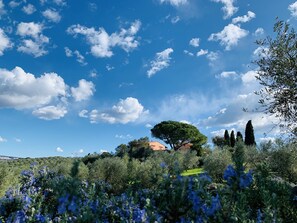 Un paysage comprenant un grand arbre, un bâtiment surmonté d’un dôme et un champ de fleurs bleues.