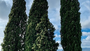 Three tall, slender trees in a grassy field with a cloudy sky in the background. - Tenuta Agricola Fraschiera (Massa Marittima)