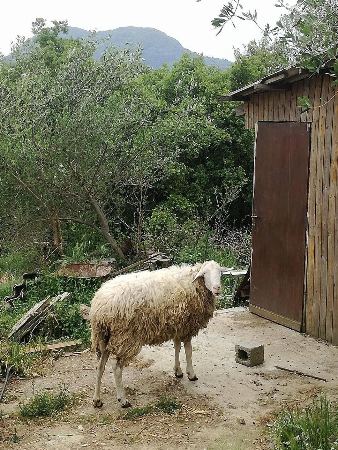 A sheep standing in a yard with a wooden shed in the background.