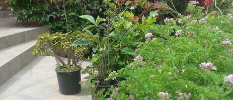 Un jardin bien entretenu, agrémenté de diverses plantes et fleurs, un bâtiment rouge avec un toit en tuiles et un escalier menant à l’entrée.