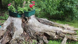 A tree stump with two green planters containing pink flowers. - Haus Lutki (Burg (Spreewald))