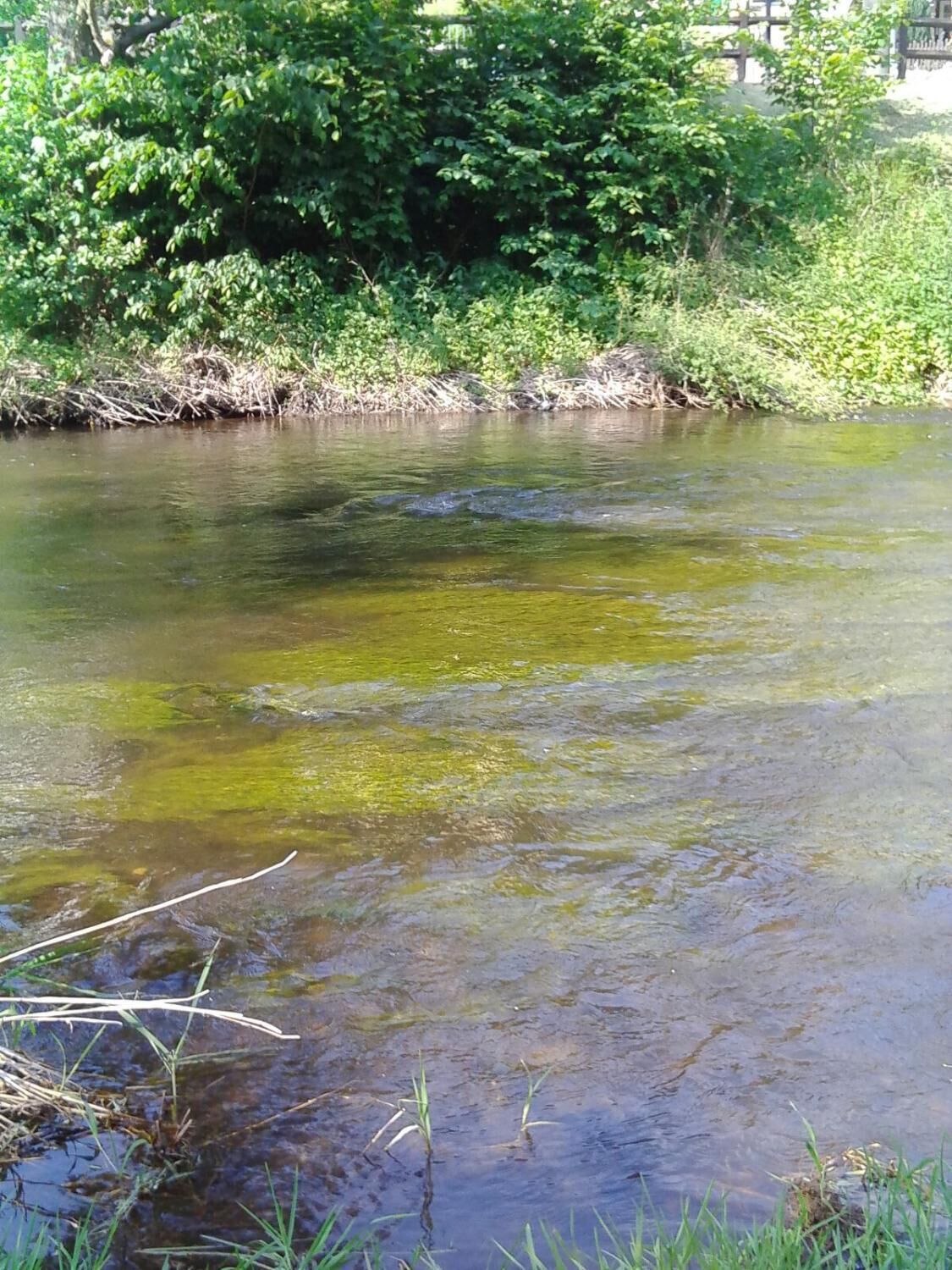 Un fiume con acque limpide, circondato da una vegetazione lussureggiante e da una banchina con vegetazione spontanea.