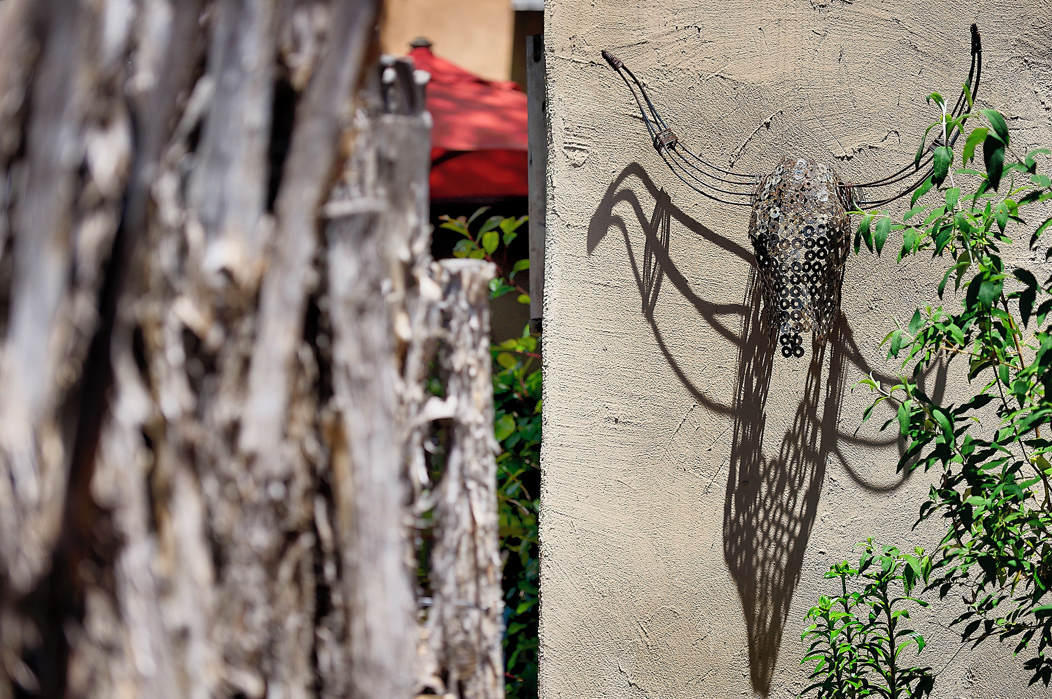 El tronco de un árbol y una pared con la sombra de una figura parecida a un ave.