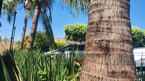A palm tree with a textured trunk, a pink flower, and green foliage. - Hotel Recreio dos Bandeirantes (Sertaozinho)