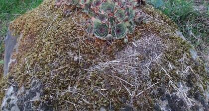 Cloud cottage - 4 personas