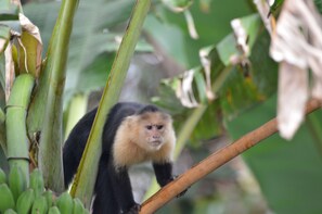 A monkey with a black and tan coat perched on a branch amidst green foliage.