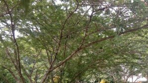 Um jardim bem cuidado com uma grande árvore, um arbusto pequeno e grama aparada.