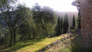 A rural landscape with trees, lavender fields, and a stone wall. - Charming House in Tuscany with Pool & Views (Sovicille)
