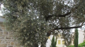 A tree with a stone planter, a stone wall, and a fence in the background. - Villa Efthalia (Faistos)