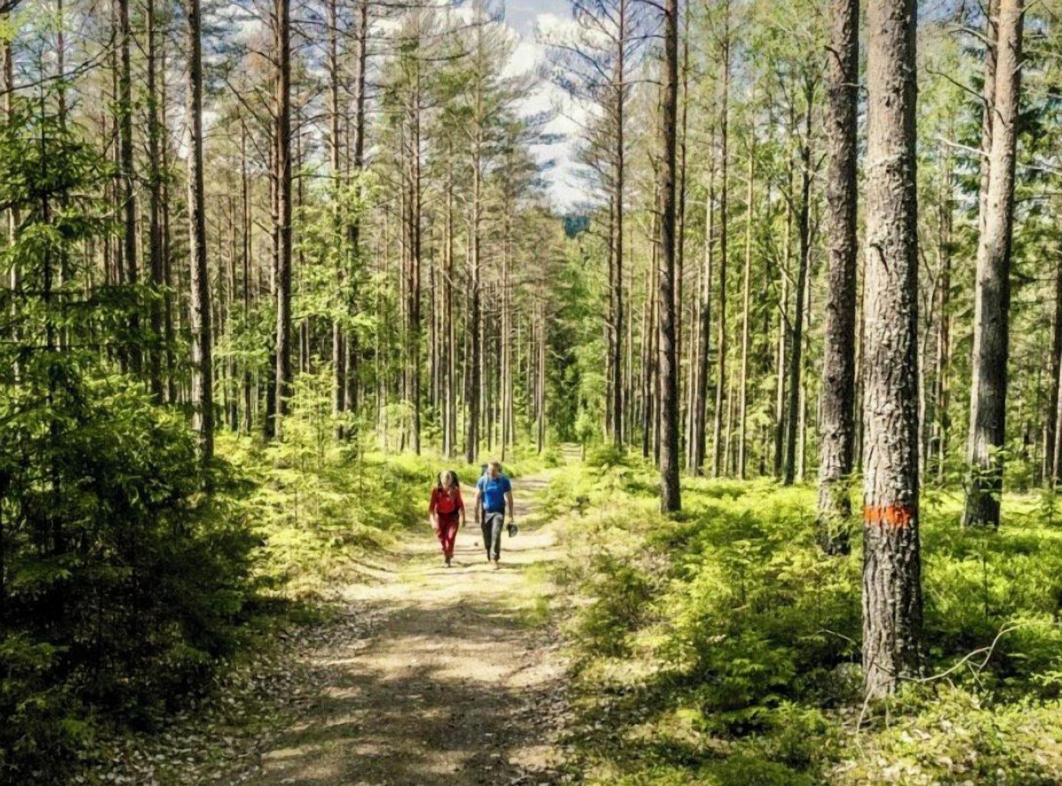 A forested path with tall trees and a clear sky.