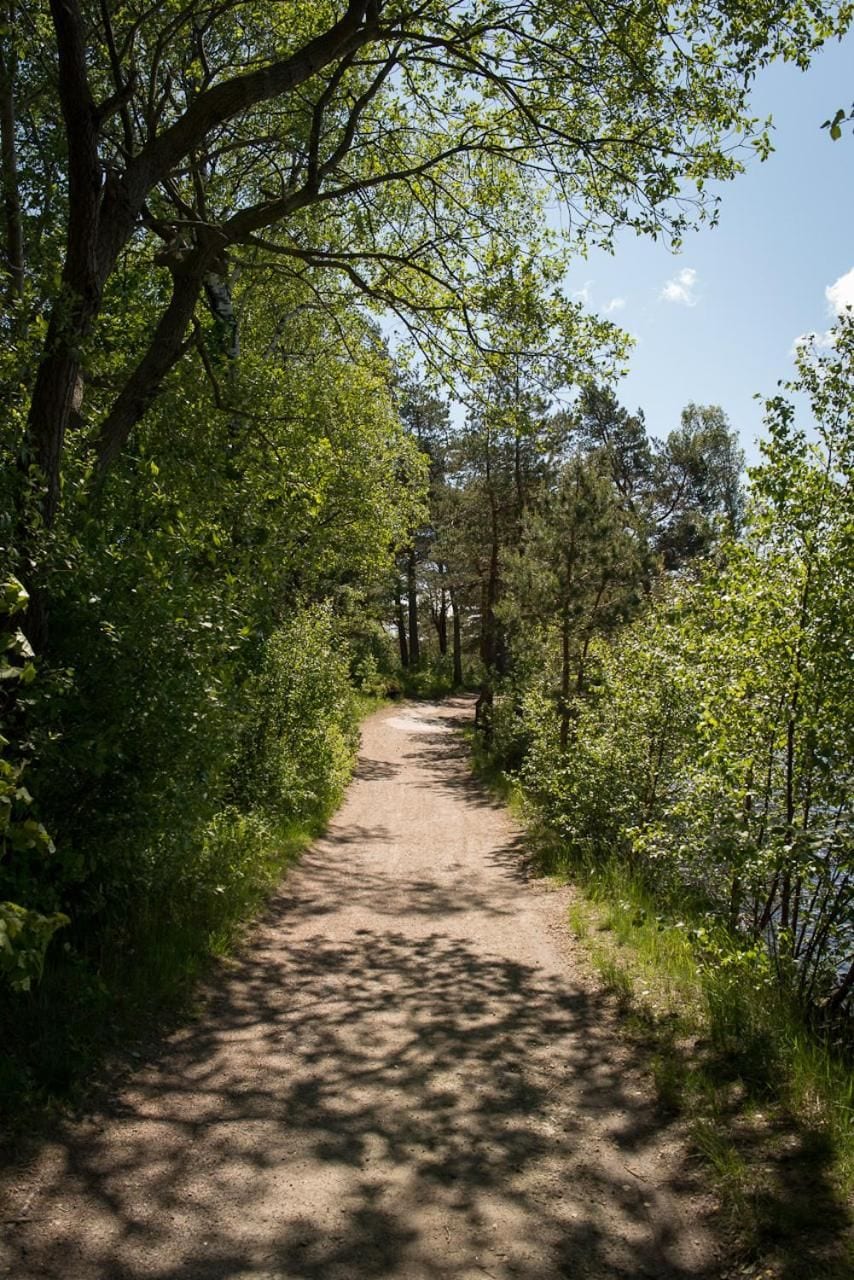 A dirt path flanked by dense green foliage and trees, leading towards a body of water.