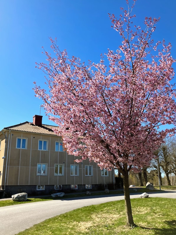 Een gebouw met een boom ervoor.