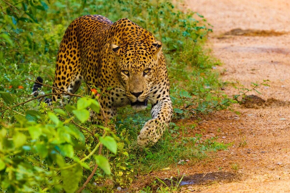 Ein Leopard schreitet einen unbefestigten Weg entlang, umgeben von viel Grün.