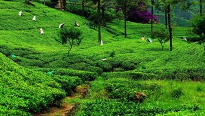 Una exuberante plantación de té verde con hileras de arbustos de té y algunas personas trabajando en los campos.