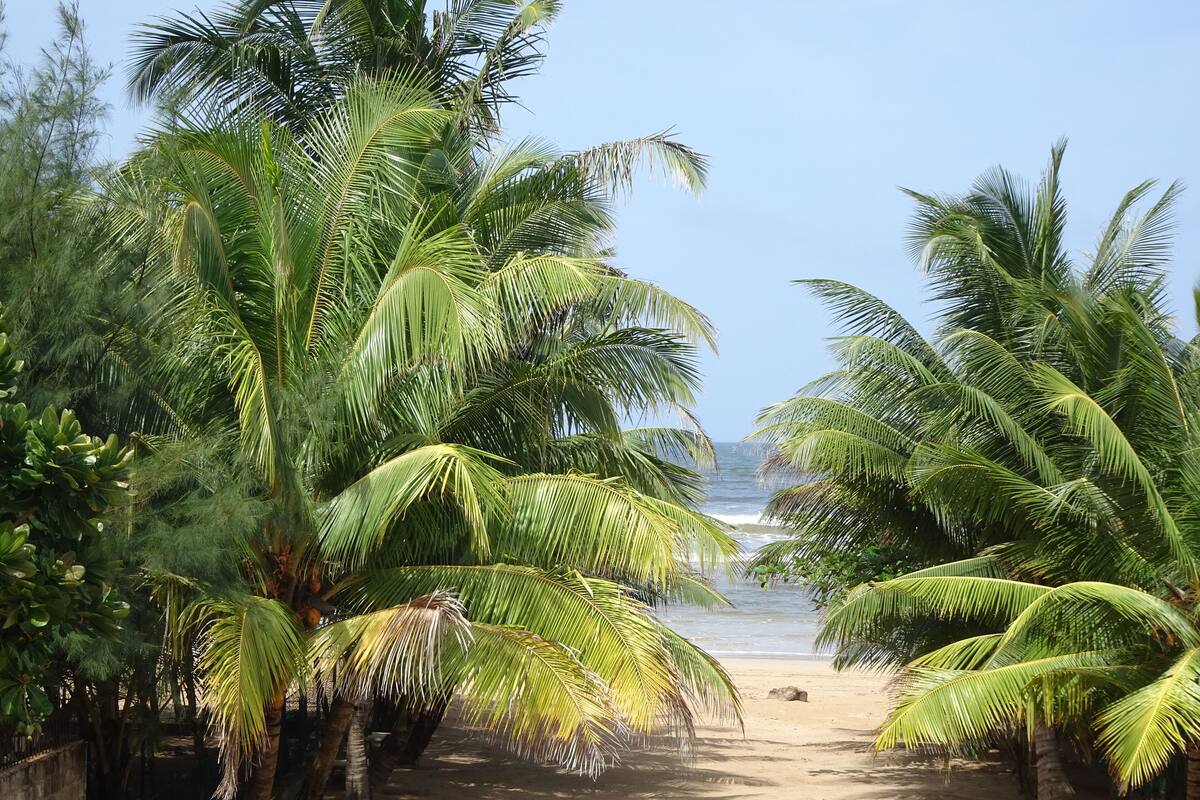 A beach pathway lined with palm trees leading to the ocean.