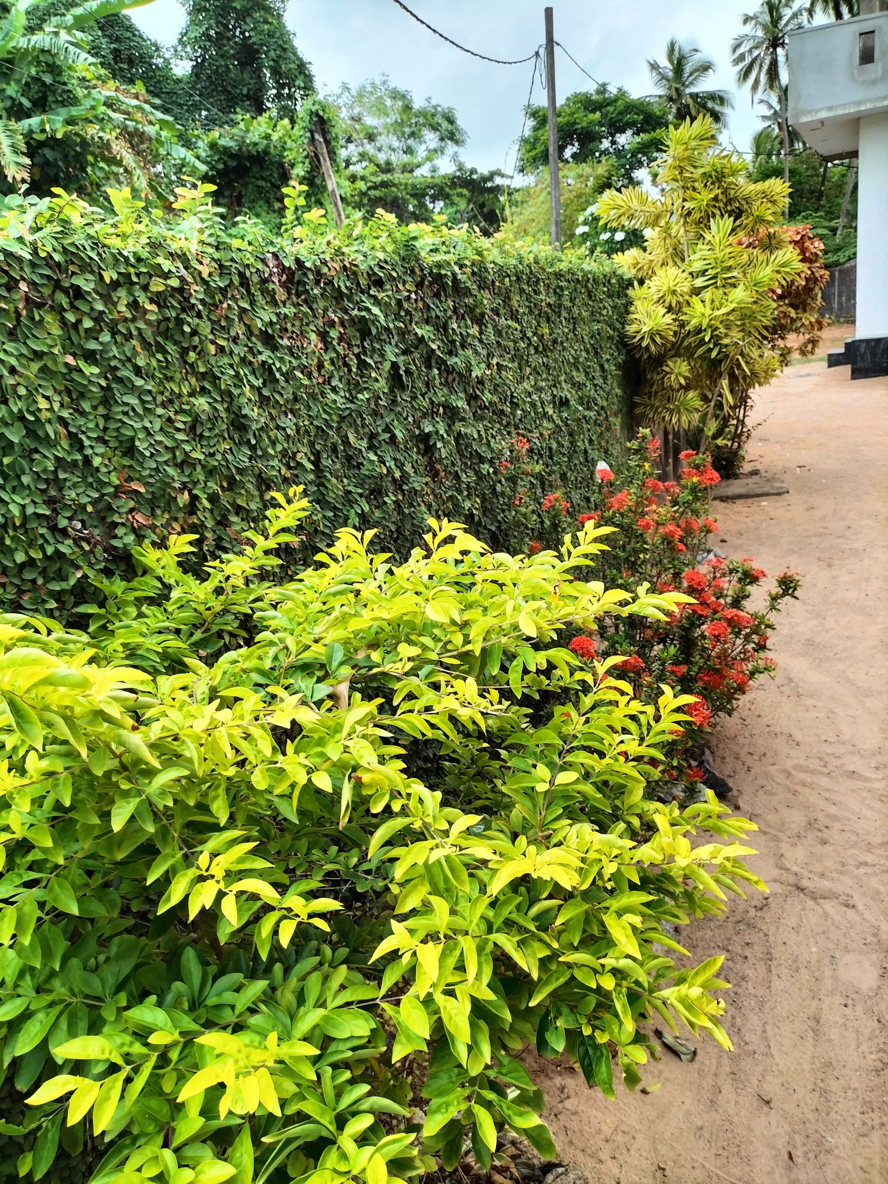 Un jardín con follaje denso y plantas florecientes a lo largo de un sendero.
