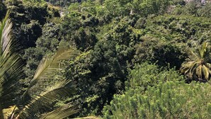 A dense forested area with a variety of trees and vegetation. - Villa Forest View (Kandy)
